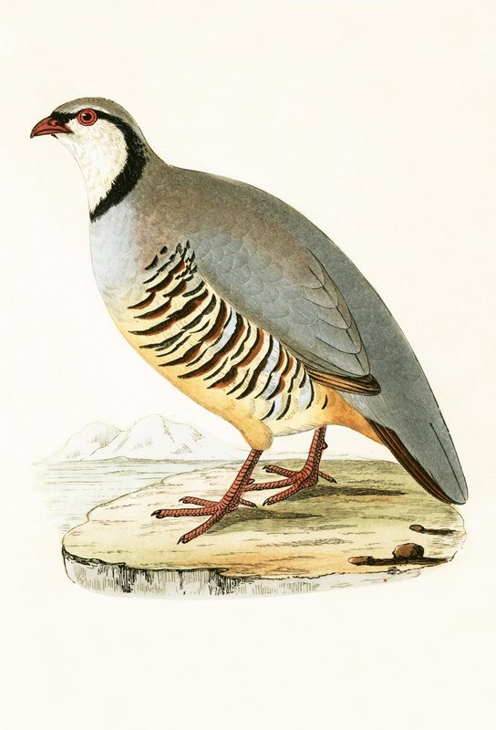 Greek Partridge, illustration från "A History of the Birds of Europe Not Observed in the British Isles" av Charles Robert Bree (1811-86), publicerad 1867 av English School