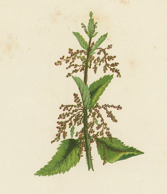 Grön nässla, Urtica Dioica (färglitografi) av English School