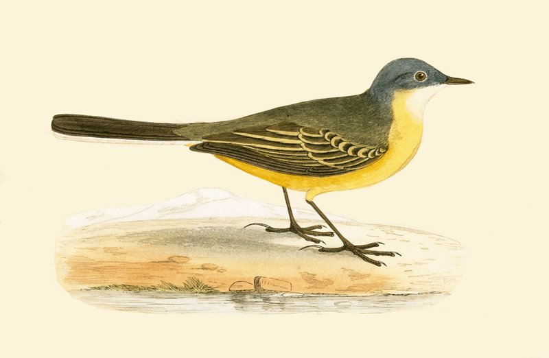 Grey Headed Yellow Wagtail, illustration från "A History of the Birds of Europe Not Observed in the British Isles" av Charles Robert Bree (1811-86), publicerad 1867 av English School