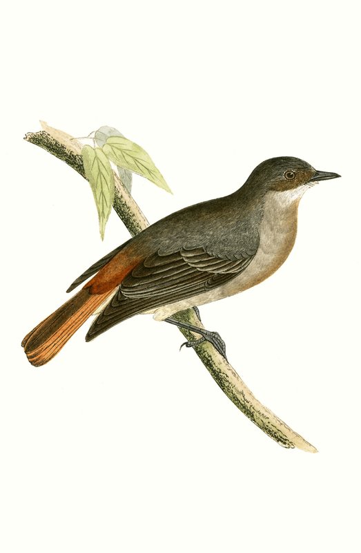 Grå Rödstjärt, illustration från "A History of the Birds of Europe Not Observed in the British Isles" av Charles Robert Bree (1811-86), publicerad 1867 av English School