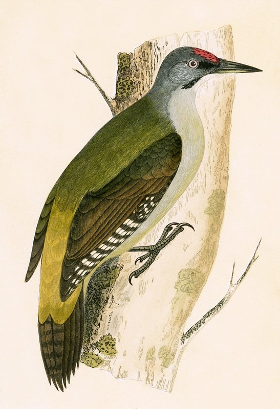 Grå hackspett, illustration från "A History of the Birds of Europe Not Observed in the British Isles" av Charles Robert Bree (1811-86), publicerad 1867 av English School