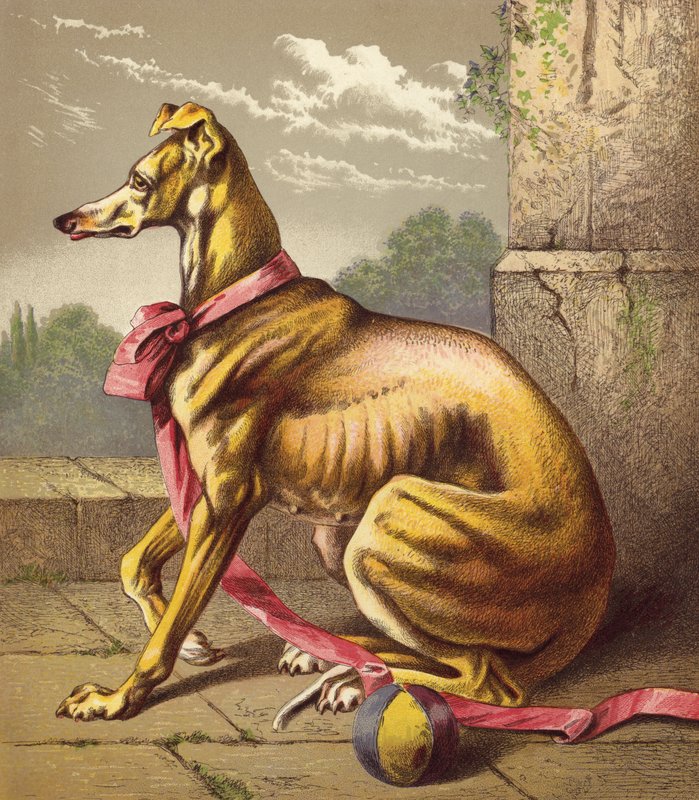 Greyhound (färglitografi) av English School