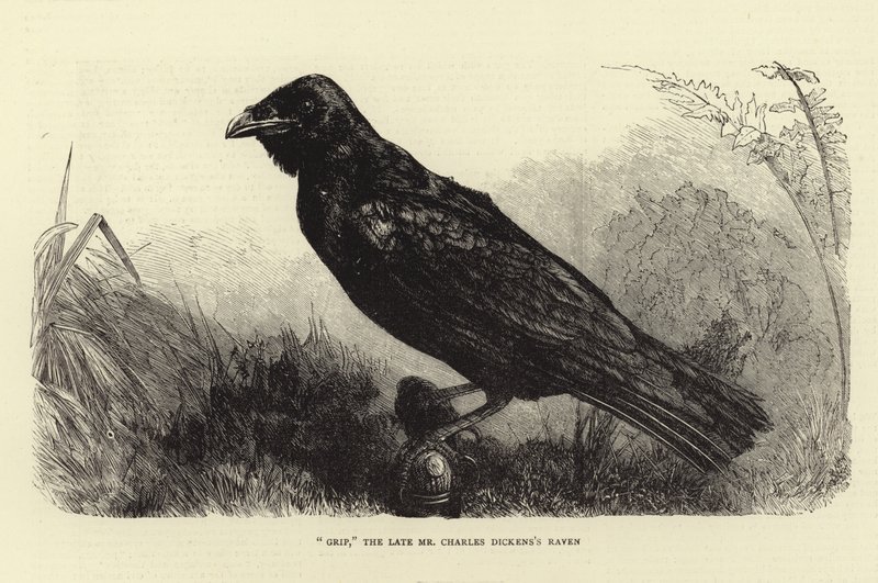 Grip, den sene Charles Dickens Raven av English School