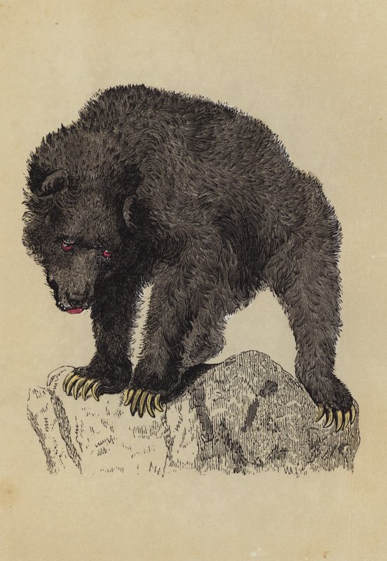 Grisly Bear (färglitografi) av English School