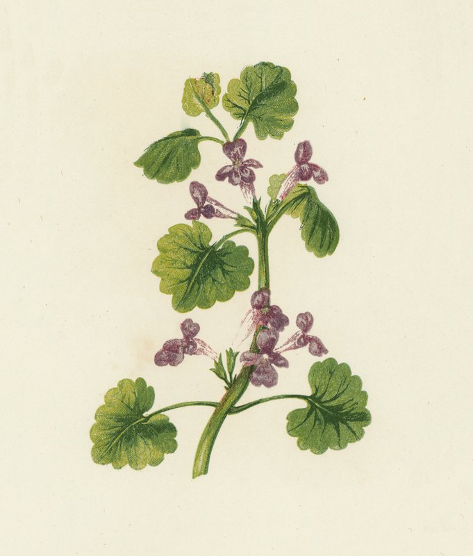 Murgröna, Glechoma Hederacea (färglitografi) av English School