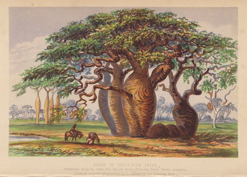Grupp av Couty Stem Trees, Australien (färglitografi) av English School