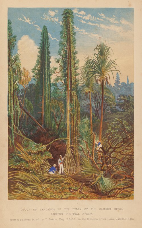 Grupp av Pandanus i Zambesiflodens delta, östra tropiska Afrika (färglitografi) av English School
