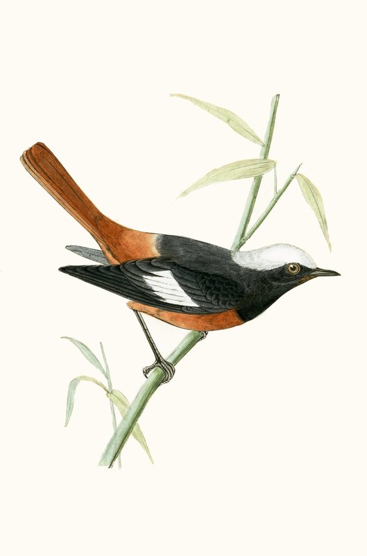 Guldenstadts rödstjärt, illustration från "A History of the Birds of Europe Not Observed in the British Isles" av Charles Robert Bree (1811-86), publicerad 1867 av English School