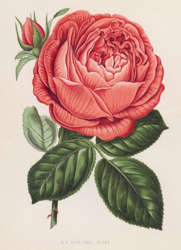HP Rose, Paul Neron (färg litho) av English School