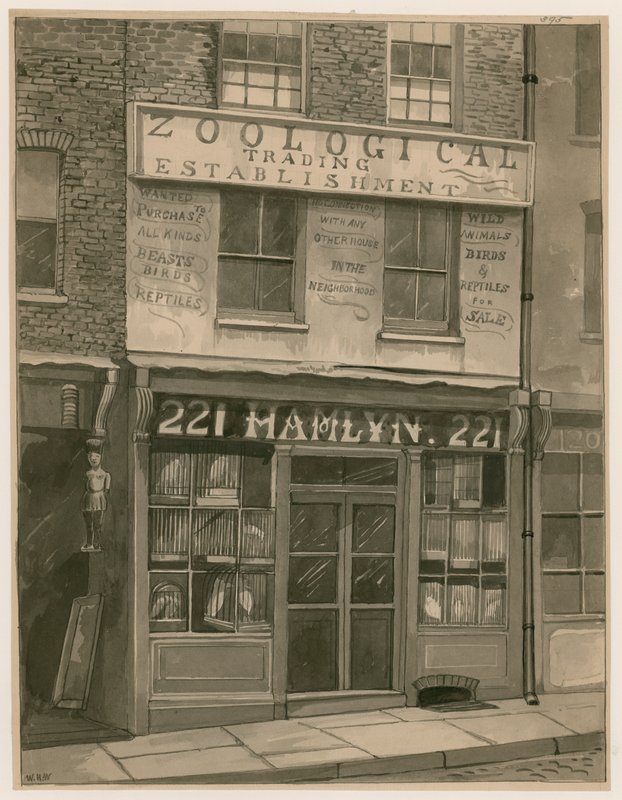 Hamlyns Zoological Trading, 221 St Georges Street, London Docks (wc på papper) av English School