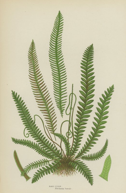 Hard Fern (färg litho) av English School