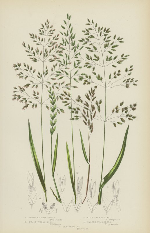 Hårt ängsgräs, dvärgveteängsgräs, plattstammigt ängsgräs, slät stjälkäng (färg litho) av English School