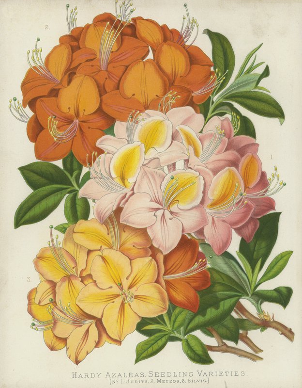 Hardy Azaleor, fröplantor av English School