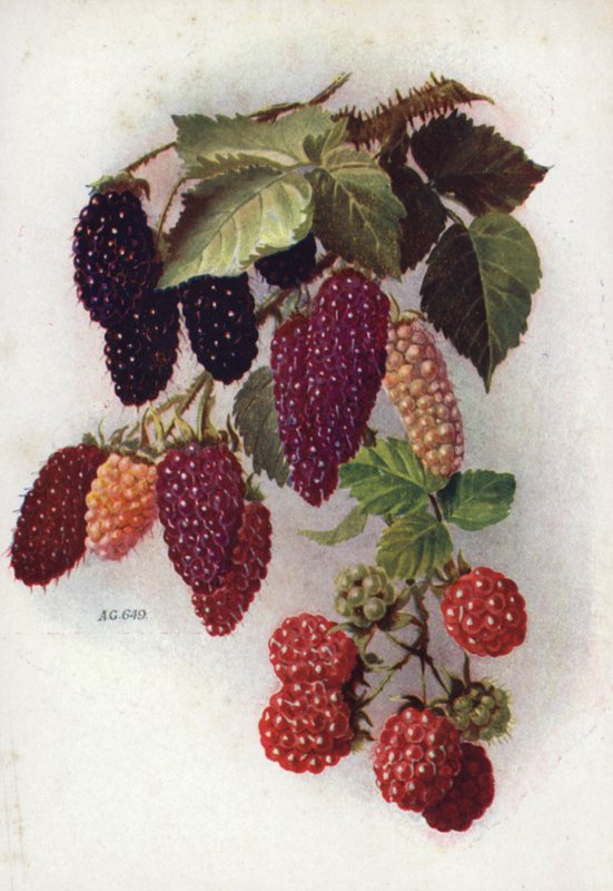 Hardy Berry-Bearing Fruits (färglitografi) av English School