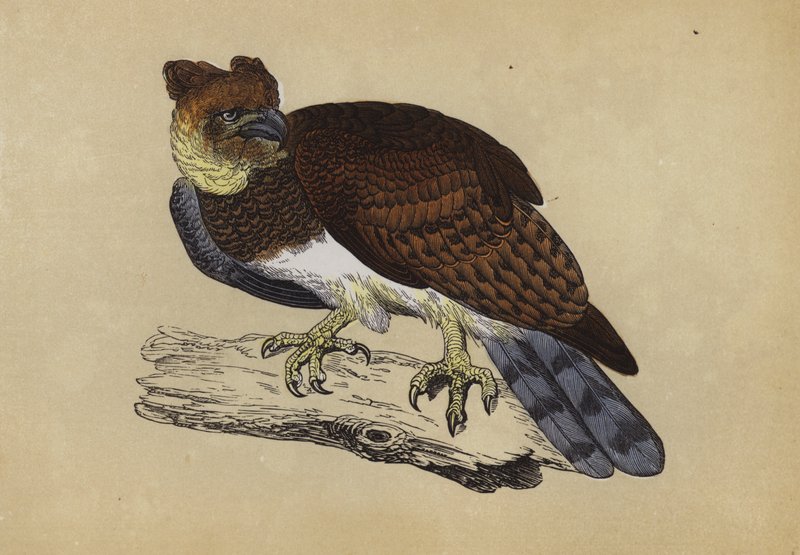 Harpy Eagle (färg litho) av English School