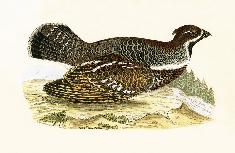 Hazel Grouse, illustration från "A History of the Birds of Europe Not Observed in the British Isles" av Charles Robert Bree (1811-86), publicerad 1867 av English School
