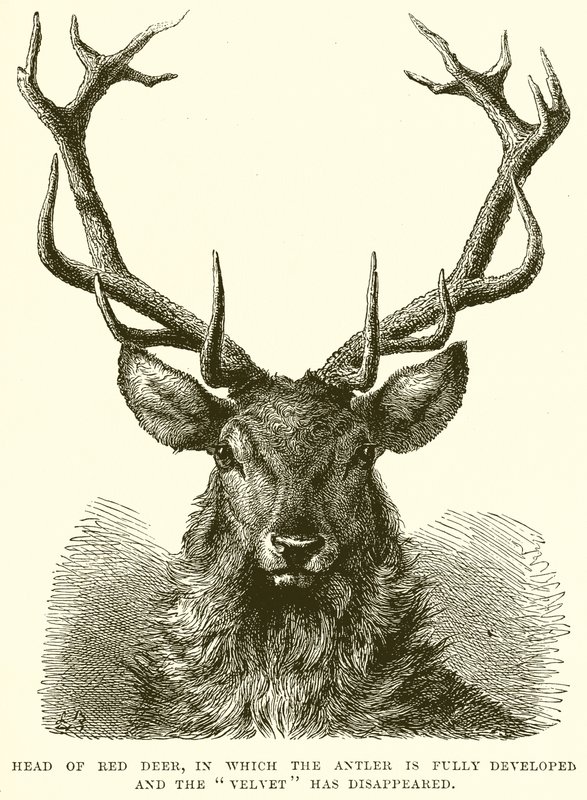 Head of Red Deer, där hornet är fullt utvecklat och sammet har försvunnit av English School