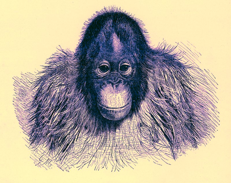Head of Orang, illustration från The Royal Natural History, publicerad 1896 (digitalt förbättrad bild) av English School
