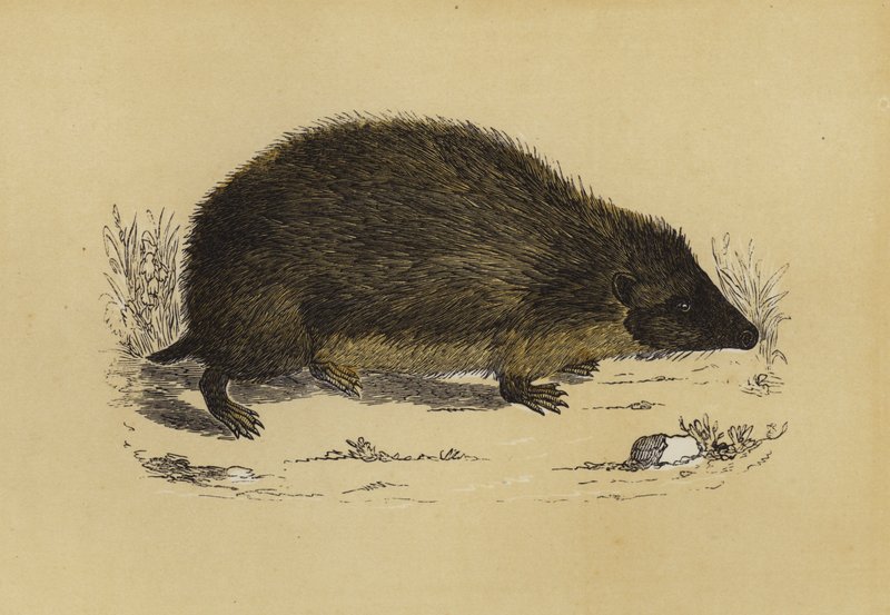 Hedge-Hog (färg litho) av English School