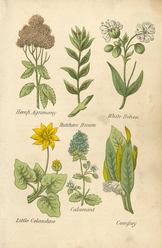 Hampa Agrimony, Butchers Broom, White Behen, Little Celandine, Calamint, Comfrey (färglitografi) av English School