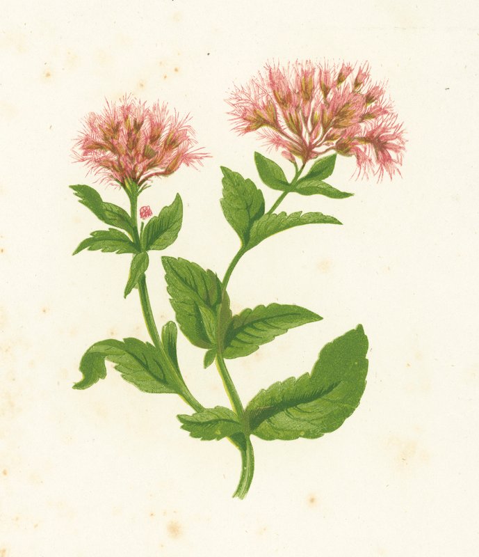Hampa Agrimony, Eupatorium Cannabinum av English School