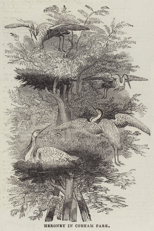 Heronry i Cobham Park (gravyr) av English School