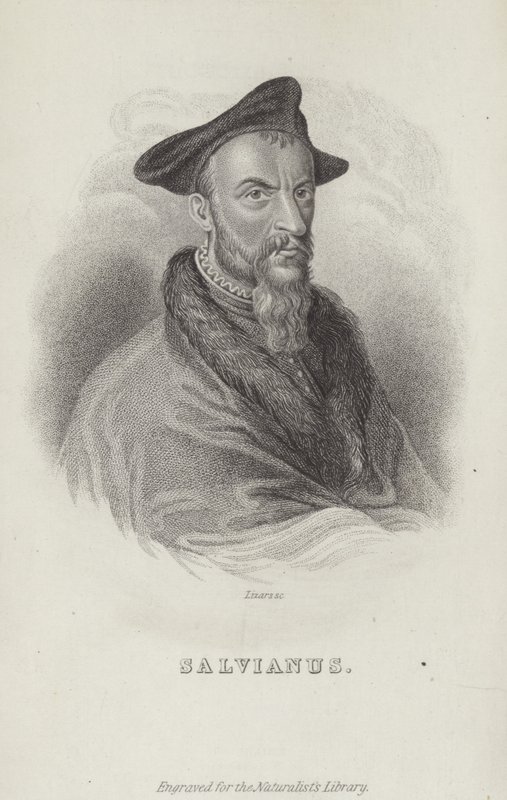 Hippolito Salviani, italiensk naturforskare av English School