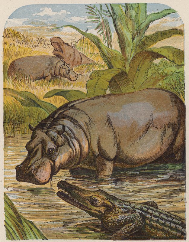 Hippopotamus och krokodil (färglitografi) av English School