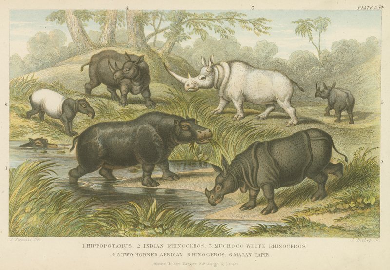Flodhäst, noshörning och tapir (färgad gravyr) av English School