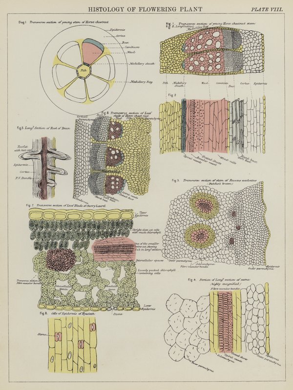 Histologi av blommande växt (färg litho) av English School