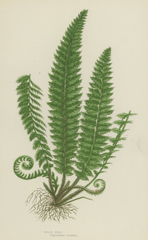 Holly Fern (färg litho) av English School