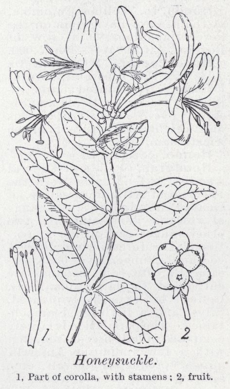 Kaprifol (litho) av English School