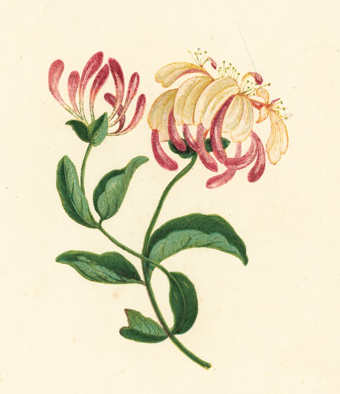Kaprifol, Lonicera Periclymenum (färglitografi) av English School