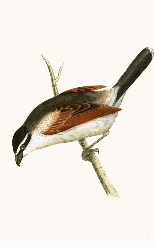 Håvad häckfågel, illustration från "A History of the Birds of Europe Not Observed in the British Isles" av Charles Robert Bree (1811-86), publicerad 1867. av English School
