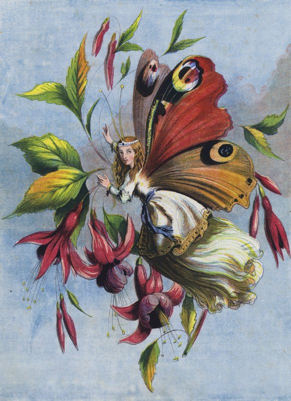 Hur Lady Butterfly tillbringade dagen (färglitografi) av English School
