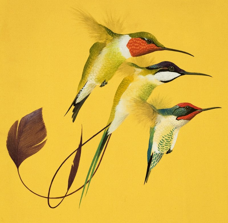 Humming Birds (gouache på papper) av English School