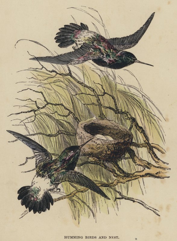 Humming Birds and Nest (färgad gravyr) av English School