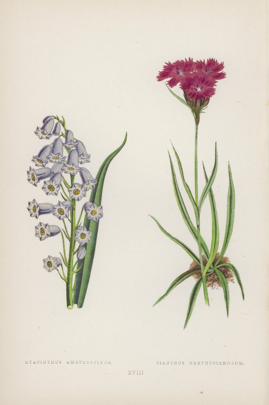 Blå ametist; Carthusian Dianthus (färg litho) av English School
