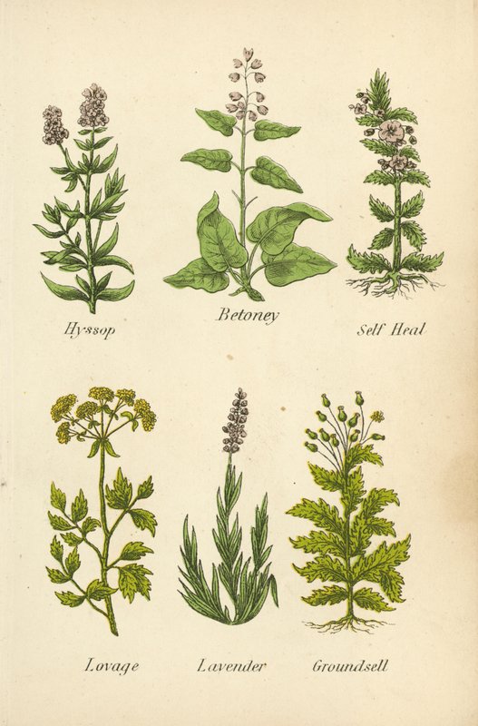 Isop, Betoney, Self Heal, Kärleksört, Lavendel, Groundsell (färglitografi) av English School