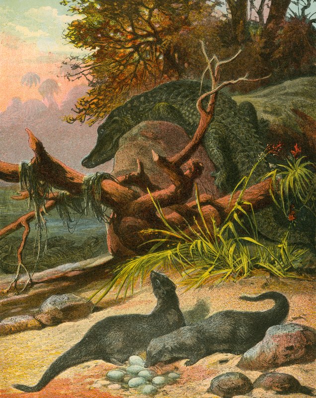 Ichneumon och krokodil av English School