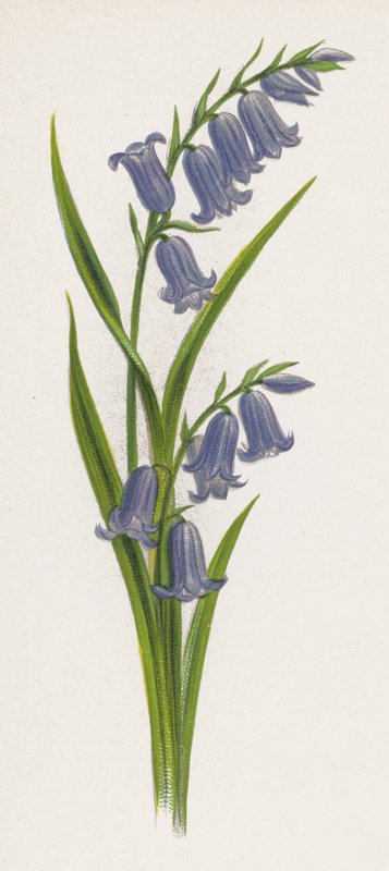 Illustration för A Dream of a Garden (färg litho) av English School