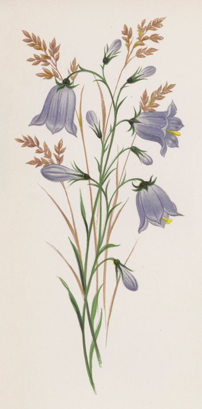 Illustration för A Dream of a Garden (färg litho) av English School