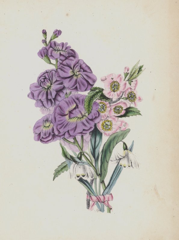 Illustration för Moss Rose Album (färglitografi) av English School