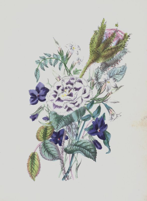 Illustration för Moss Rose Album (färglitografi) av English School