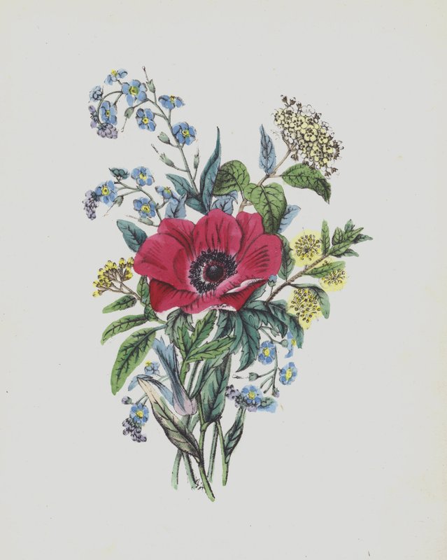 Illustration för Moss Rose Album (färglitografi) av English School