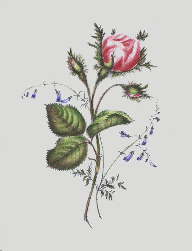 Illustration för Moss Rose Album av English School