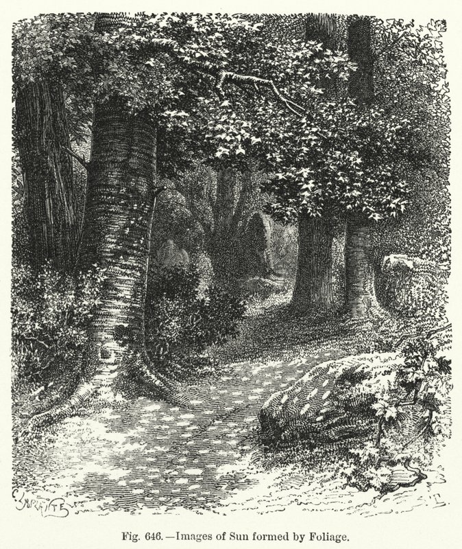Bilder av solen bildad av lövverk (gravyr) av English School