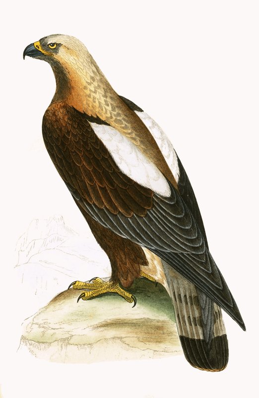 Imperial Eagle, illustration från "A History of the Birds of Europe Not Observed in the British Isles" av Charles Robert Bree (1811-86), publicerad 1867 av English School