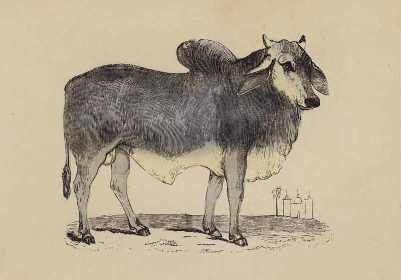 Indian Ox (färglitografi) av English School