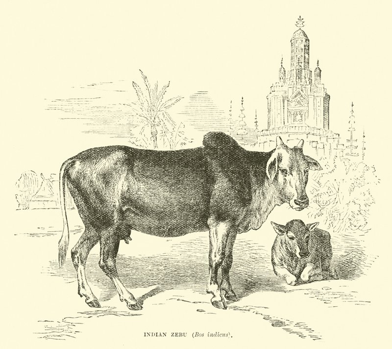 Zebu indianer, Boss indicus av English School